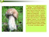Шляпка белого гриба березового крупная - до 15 сантиметров в диаметре, беловато-охряного цвета, иногда почти белая, или светло-желтая. Форма шляпки молодых грибов подушковидная, у зрелых более плоская. Мякоть плотная, белого цвета, на воздухе цвет не меняет, вкуса не имеет, с приятным грибным запахо