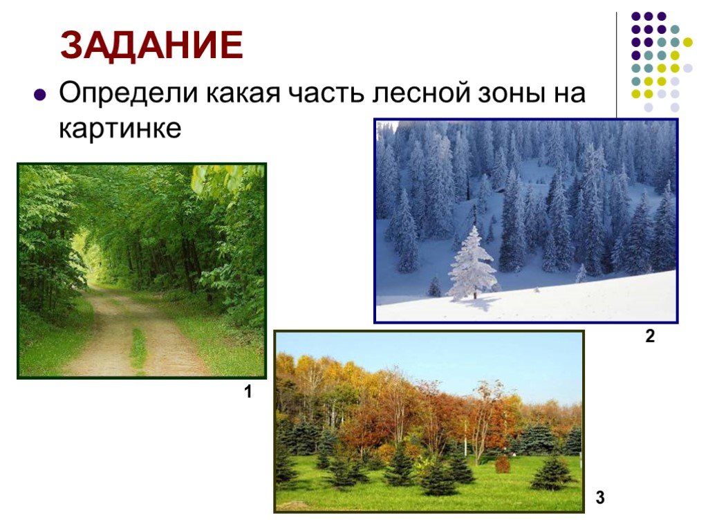 Тест лесные зоны россии. Лесные зоны России. Лесная зона задания. Лесная зона задания по теме. Занятия населённый Лесной зоны.