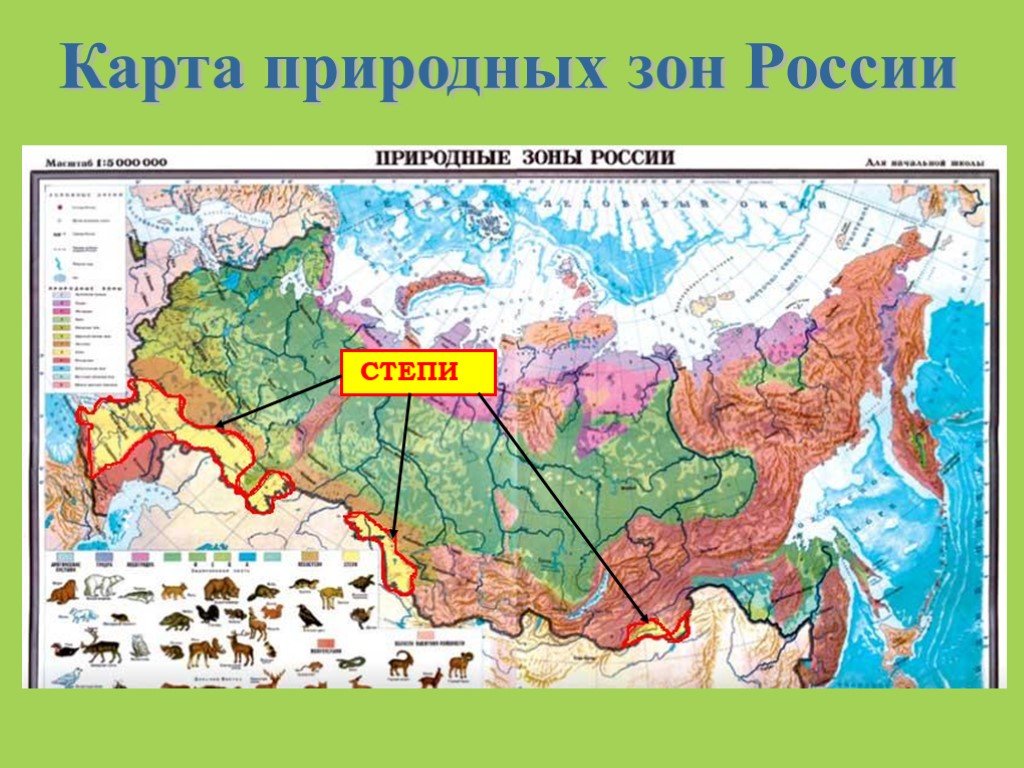 В каких природных зонах расположен краснодарский край. Название природных зон Краснодарского края. Карта природных зон. Карта природных зон России. Степи на карте России.