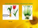 Корневые системы растений степи. луковица тюльпан