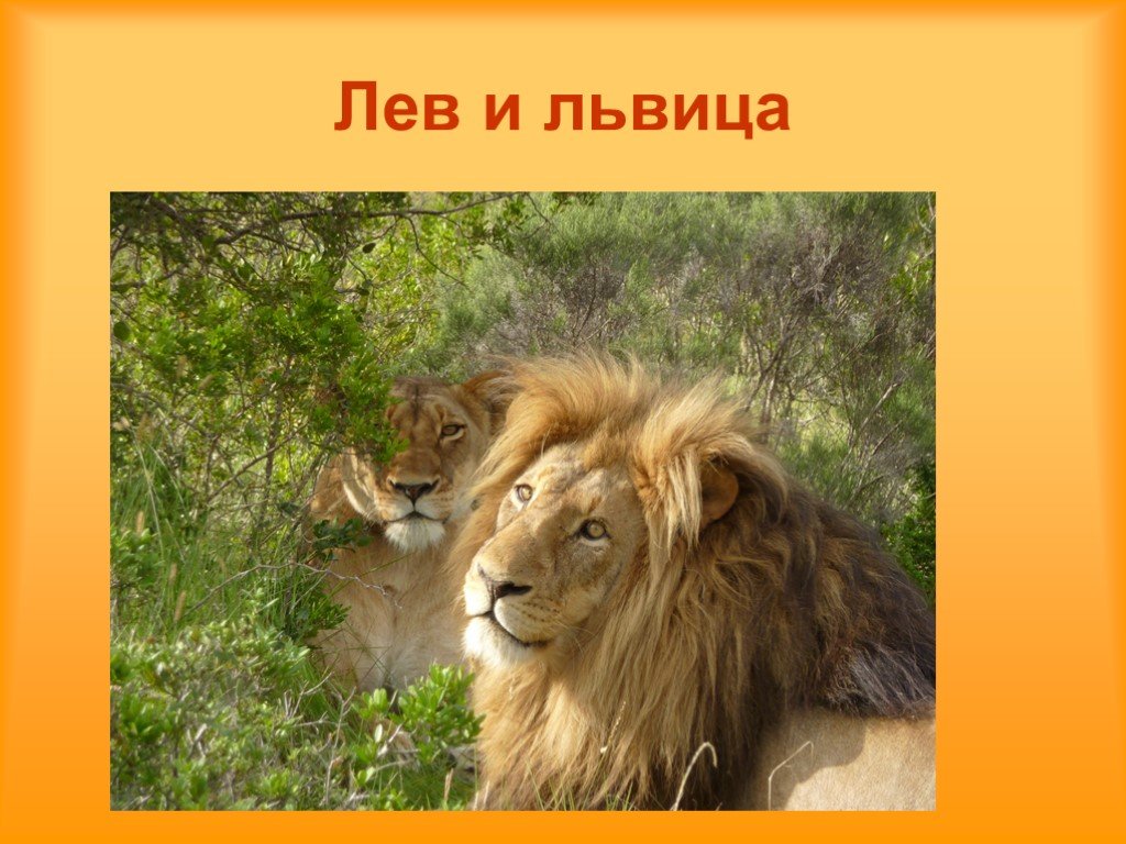 Информация про львов. Проект про Льва. Лев окружающий мир. Описание Льва. Лев для презентации.