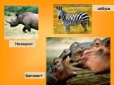 Носорог зебра Бегемот