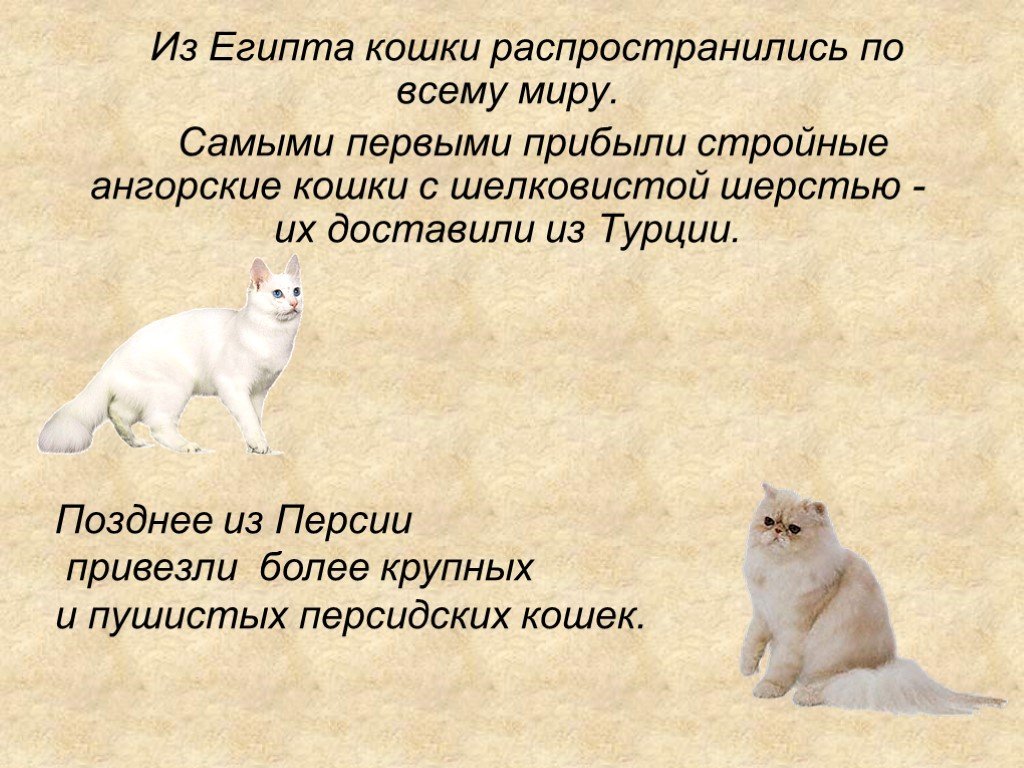 Кошки презентация 1 класс