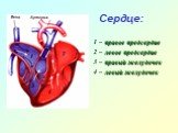 Сердце: 1 – правое предсердие 2 – левое предсердие 3 – правый желудочек 4 – левый желудочек