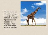 Самое высокое млекопитающее- жираф. Жираф обитает в сухой и редколесной саванне в Африке. Рост этих красавцев выше 6 метров.