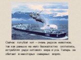 Сейчас голубой кит – очень редкое животное, так как раньше на него безжалостно охотились, истребляя ради китового жира и уса. Теперь он обитает в некоторых северных морях.