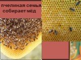 пчелиная семья собирает мёд