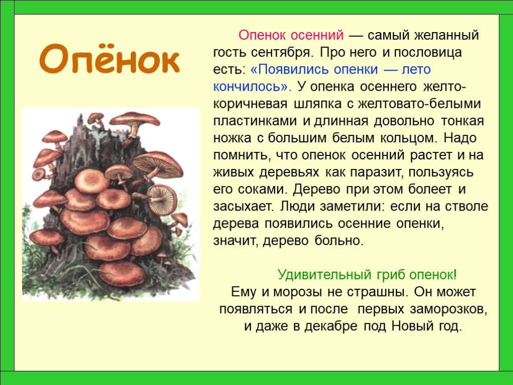 Окружающий мир 2 класс про грибы. Опенок осенний описание гриба. 3 Класс рассказ про грибы опята. Доклад про грибы. Сообщение на тему грибы.