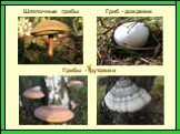 Шляпочные грибы Гриб - дождевик Грибы - трутовики