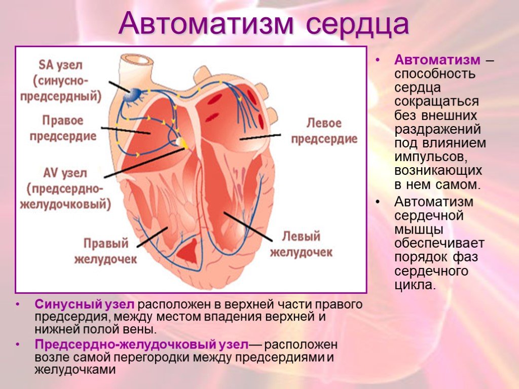 Миокард левого предсердия. Проводящая система сердца синусно предсердный узел. Предсердно-желудочковый узел располагается. Синусно-предсердный узел расположен. Функция предсердно желудочкового узла.