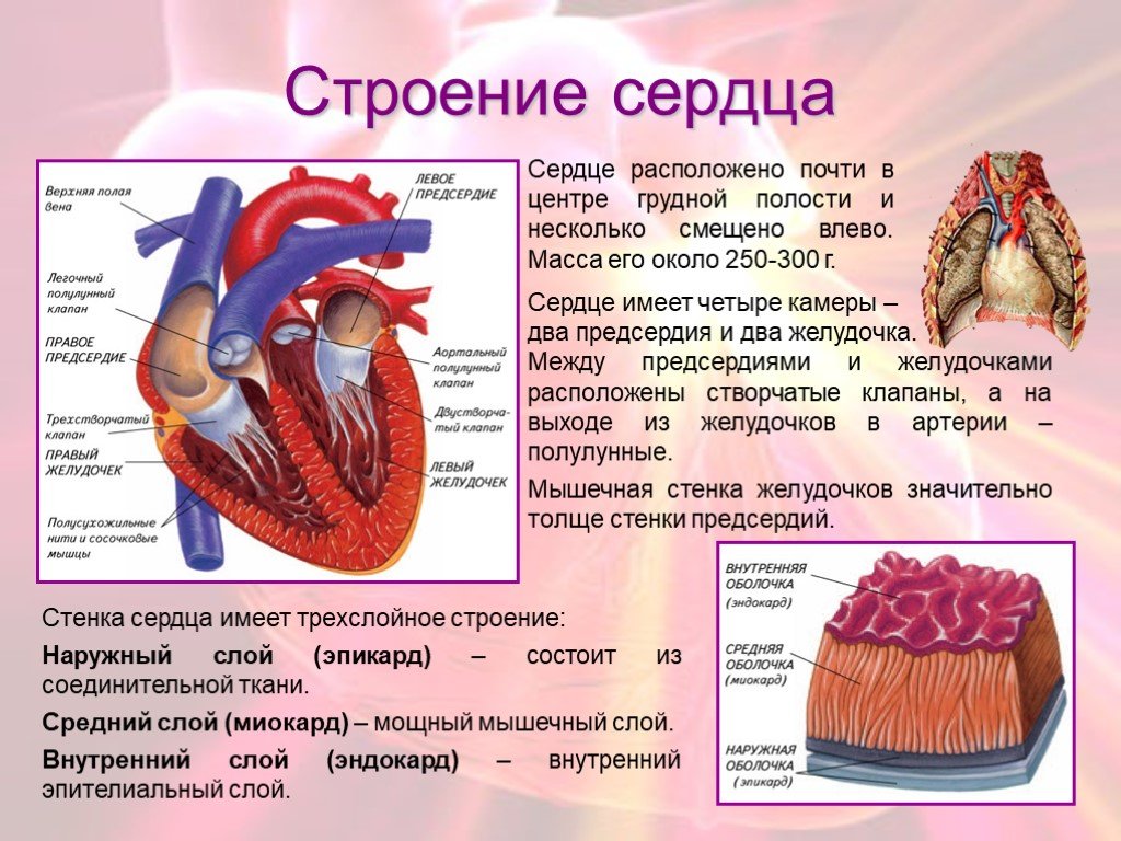 Кровообращение сердца 8 класс. Органы кровообращения строение и работа сердца. Анатомия сердца и круги кровообращения. Круги кровообращения сердца человека биология 8 класс. Биология 8 класс строение сердца круги кровообращения.