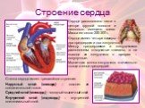 Строение сердца. Сердце имеет четыре камеры – два предсердия и два желудочка. Между предсердиями и желудочками расположены створчатые клапаны, а на выходе из желудочков в артерии – полулунные. Мышечная стенка желудочков значительно толще стенки предсердий. Стенка сердца имеет трехслойное строение: Н