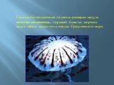 Гораздо более скромная по своим размерам медуза пелагия-ночесветка, поражает бывалых моряков ярким светом среди ночи в водах Средиземного моря.