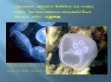 Существуют совершенно безобидные для человека медузы. Это всем известная стекловидно-белая "ушастая" медуза - аурелия . Обитает она во всех тропических и умеренно теплых морях, в том числе и у нас - в Черном море.