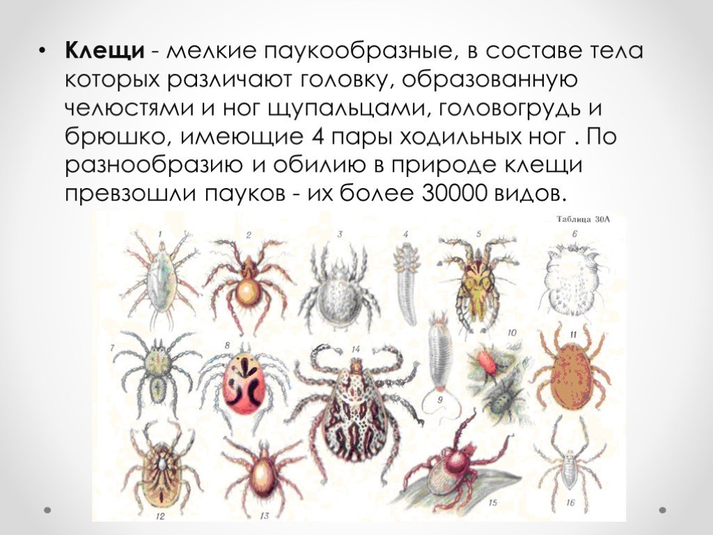 Клещ это паукообразное. Биология 7 класс паукообразные клещи. Таёжный клещ относится к классу паукообразных. Клещи мелкие паукообразные. Клещ класс паукообразных.