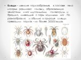 Клещи - мелкие паукообразные, в составе тела которых различают головку, образованную челюстями и ног щупальцами, головогрудь и брюшко, имеющие 4 пары ходильных ног . По разнообразию и обилию в природе клещи превзошли пауков - их более 30000 видов.
