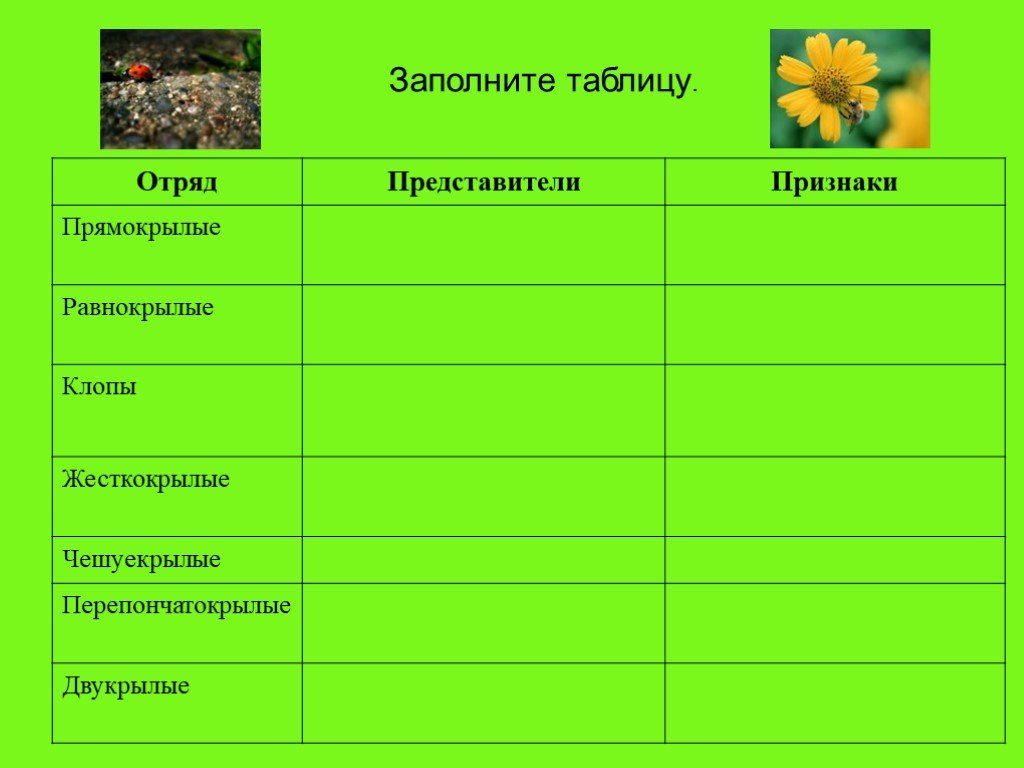 Отряд насекомые таблица биология 7. Отряд жесткокрылые таблица. Таблица многообразие насекомых 7 класс биология. Насекомые отряд особенности и представители 7 класс биология. Таблица по многообразию насекомых.