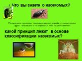 Что вы знаете о насекомых? Какой принцип лежит в основе классификации насекомых? Рассмотрите коллекции насекомых разных отрядов и экологических групп. Что общего в их строении? Чем они отличаются?