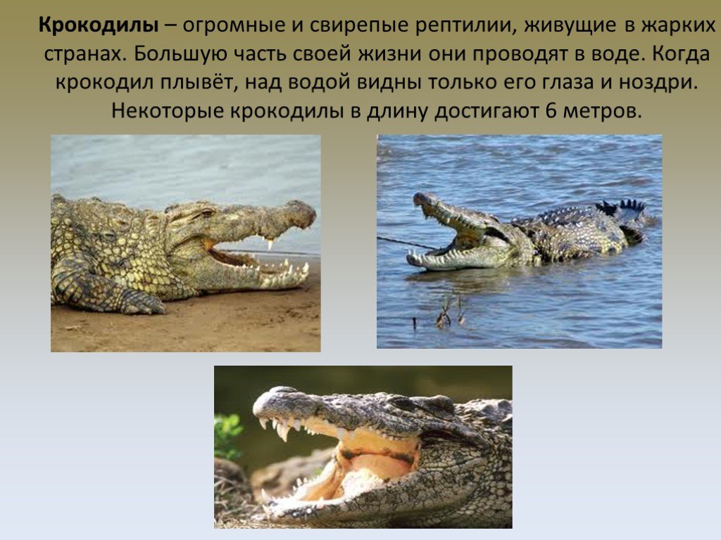 Важность сохранения в природе рептилий на примерах. Пресмыкающиеся 2 класс окружающий мир крокодил. Пресмыкающиеся рептилии крокодил 3 класс. Презентация на тему крокодилы. Доклад про крокодила.