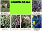 Классификация покрытосеменных растений Слайд: 12