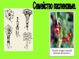 Классификация покрытосеменных растений Слайд: 4