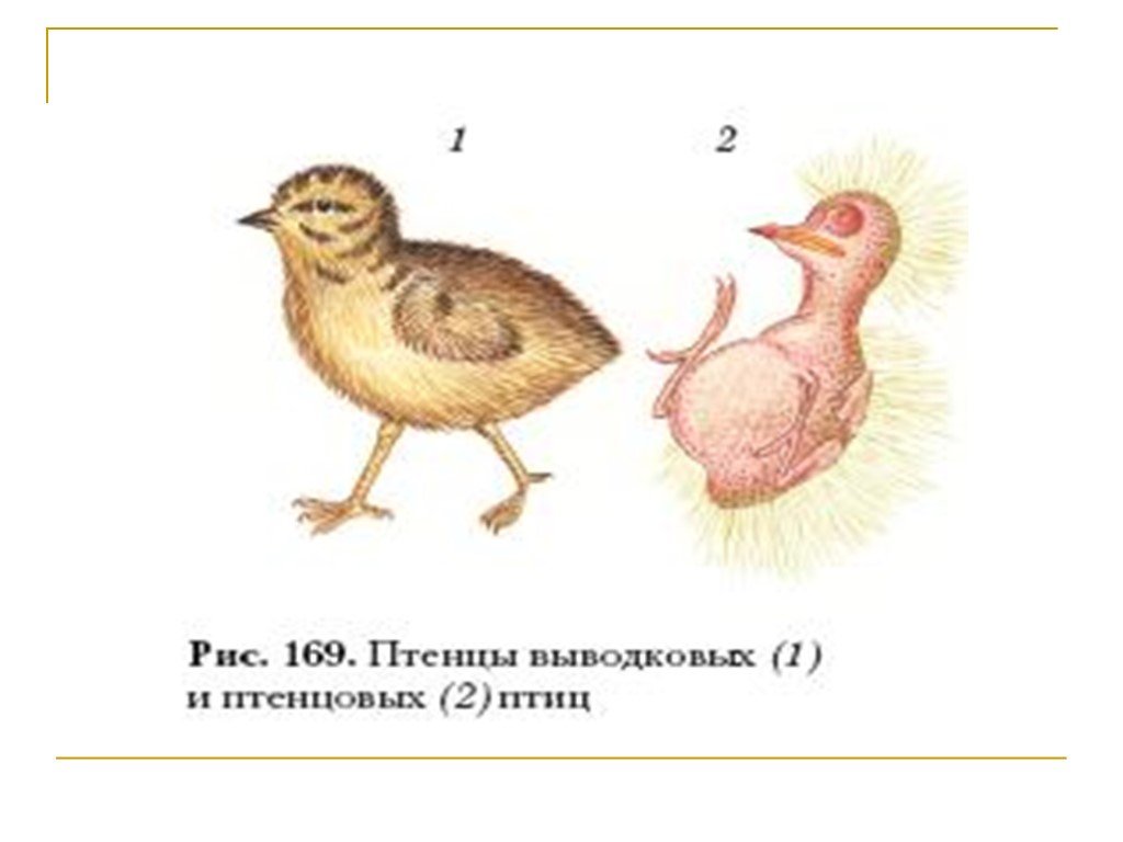 Определите тип развития птенцов. Размножение птиц. Выводковые птенцы. Птенцы выводковые и птенцовые. Выводковые птицы строение.