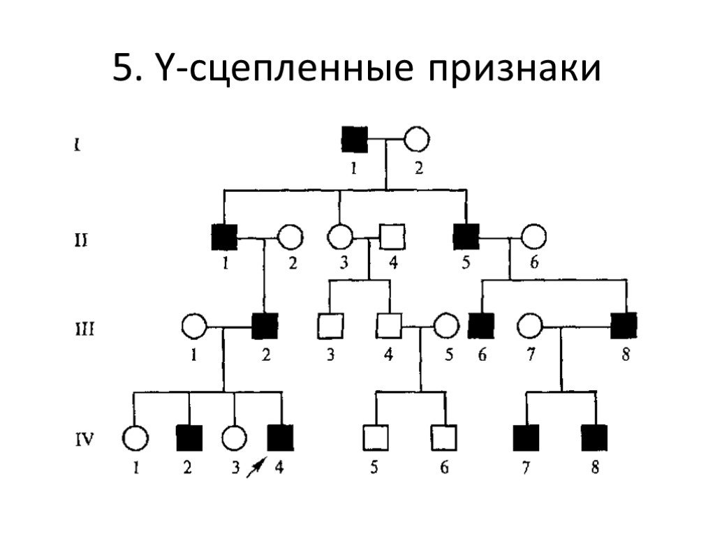 Сцеплен с y хромосомой. Y-cцепленный (голандрический) Тип наследования. Родословная с у сцепленным типом наследования. Голандрический Тип наследования родословная. Голандрический Тип наследования схема наследования.