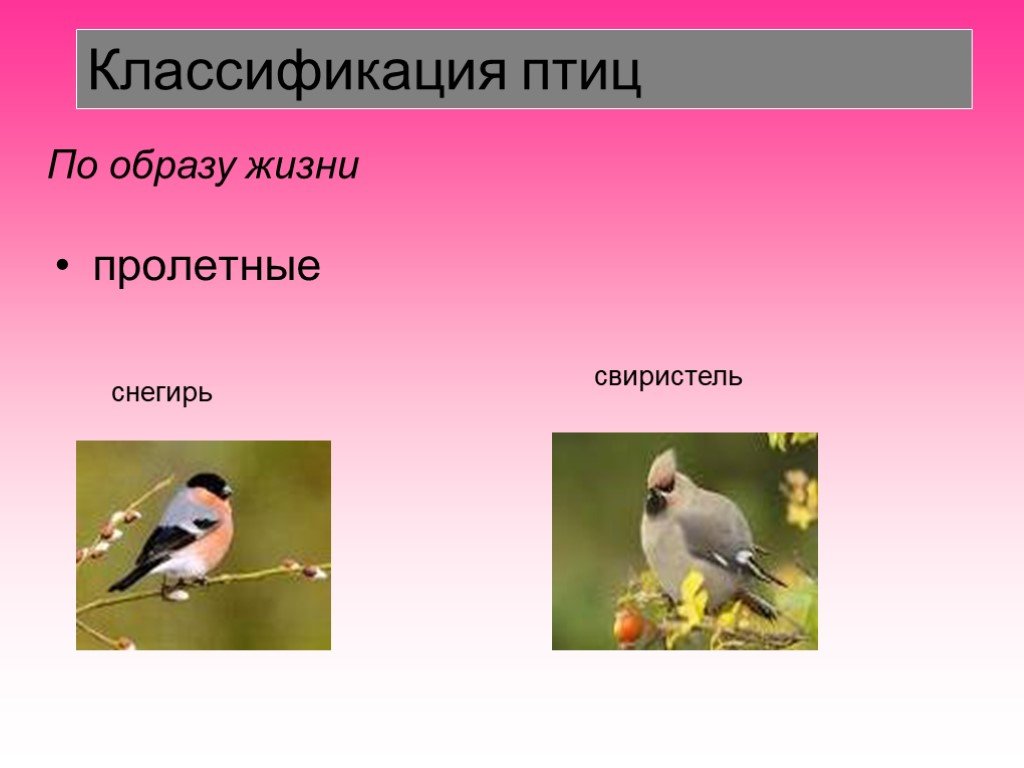 Класс птицы образ жизни. Классификация птиц. Птицы по образу жизни. Классификация птиц птиц. Пролетные птицы.