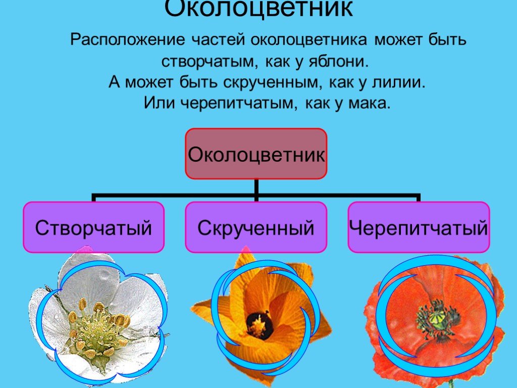 Какой околоцветник вероятнее всего будет у растения лист которого изображен на рисунке почему