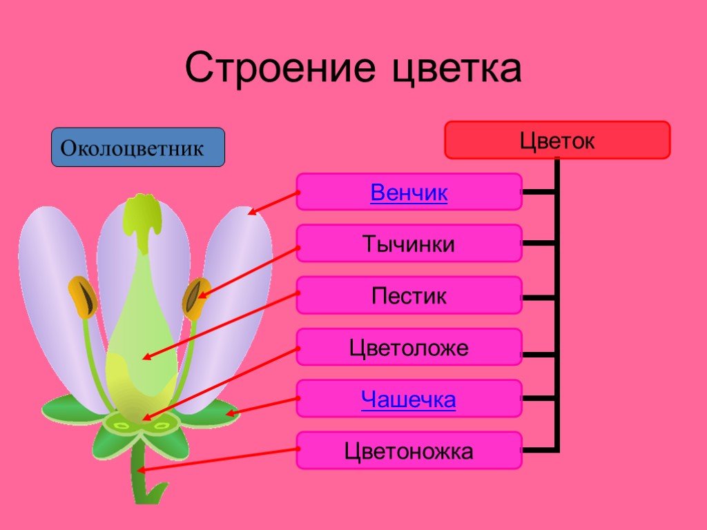 Урок 6 класс цветок презентация 6 класс