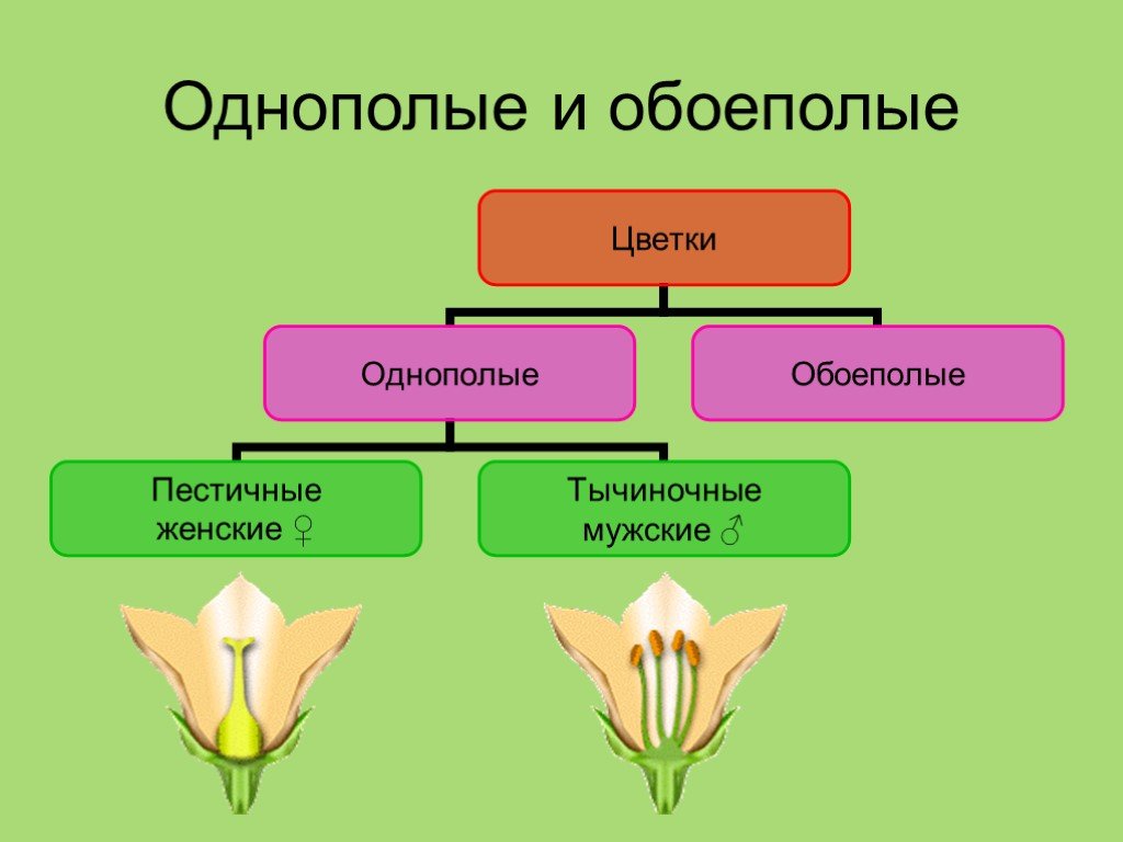 Строение и значение растений. Однополые и обоеполые цветки. Строение и разнообразие цветов.