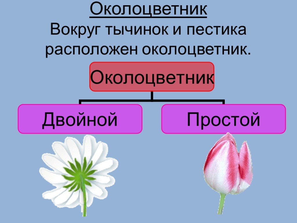 Цветок состоит из околоцветника тычинок. Строение цветка околоцветник. Околоцветник состоит из. Простой околоцветник состоит из. Двойной околоцветник состоит.