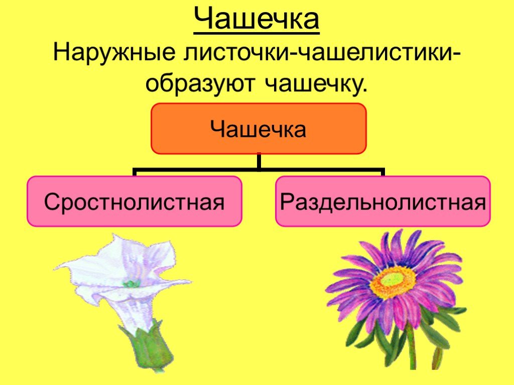 Презентация строение и разнообразие цветков