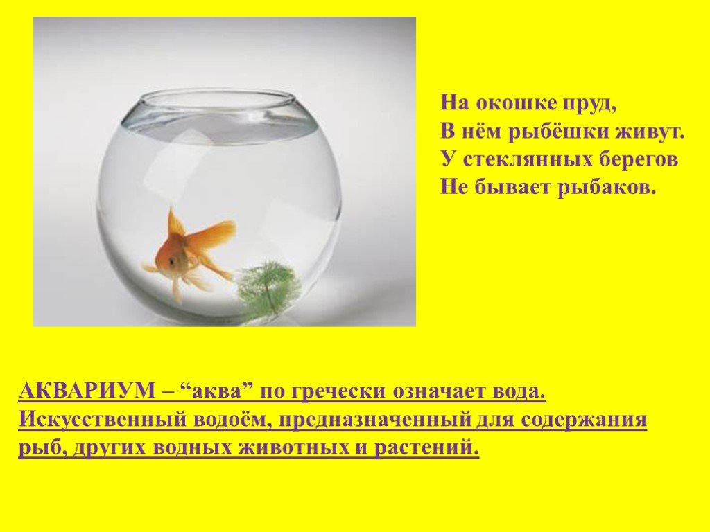 Презентация аквариумные рыбки. Аквариум для презентации. Проект Мои домашние питомцы рыбки. Аквариумные рыбки проект. Презентация на тему аквариум.