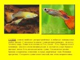 ГУППИ– один из наиболее распространённых и любимых аквариумных рыбок (видов). С помощью человека гуппи распространились по всему земному шару. Длина тела самцов до 3 см, самок – 5 см. Окраска тела и плавников каждого самца индивидуальна и состоит из узора чёрных и цветных пятен. Есть несколько видов