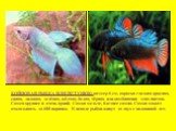 БОЙЦОВАЯ РЫБКА ИЛИ ПЕТУШОК: размер 6 см, окраска гладкая красная, синяя, лиловая, зелёная, жёлтая, белая, чёрная или комбинация этих цветов. Самец крупнее и очень яркий. Самка мельче, бледнее самца. Самка может откладывать до 600 икринок. В неволе рыбки живут до двух с половиной лет.