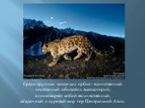 Среди крупных кошачьих ирбис - единственный постоянный обитатель высокогорий, олицетворяет собой величественный, загадочный и суровый мир гор Центральной Азии.