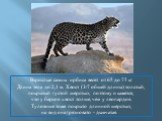 Взрослые самцы ирбиса весят от 65 до 75 кг Длина тела до 2,1 м. Хвост (3/7 общей длины) толстый, покрытый густой шерстью, поэтому и кажется, что у барсов хвост толще, чем у леопардов. Туловище тоже покрыто длинной шерстью, на вид она грязновато - дымчатая.