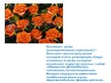 Кустовые розы (кустарниковые, парковые) – большая группа роз, состав которой очень разнороден. Сюда отнесены те розы, которые включают в другие группы: чайно-гибридные, флорибунда, плетистые, почвопокровные. Каждая подгруппа имеет свои особенности роста куста, морозостойкости, формы цветков.