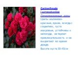 Gartnerfreude Гартнерфройде Почвопокровные розы Цветы малиново-красные, яркие, всегда с соцветиях, густо махровые, устойчивы к непогоде, не теряют привлекательность и не выцветают во время дождя. Высота куста 30-40см