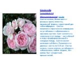 Cinderella Синдерелла Миниатюрные розы Цветки мелкие, белого цвета с розовым краем лепестка, правильной формы, характерной для чайно-гибридных. Цветки появляются практически непрерывно на устойчивом к заболеваниям и красивом кустике. Цвет меняется в зависимости от погоды – чисто-белый в жару и фарфо