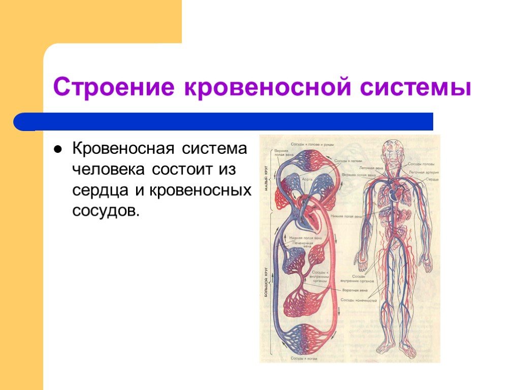 Кровеносная система биология 8 класс контрольная