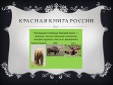Красная Книга России Слайд: 10