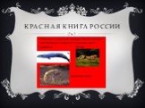 Красная Книга России Слайд: 6