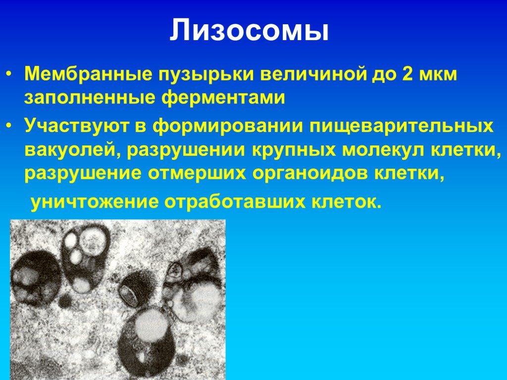 Лизосома мембранный органоид. Лизосомы формируются на. Мембранные пузырьки и лизосомы\. Лизосома это мембранный органоид.