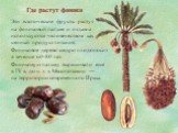 Где растут финики. Эти экзотические фрукты растут на финиковой пальме и издавна используются человечеством как ценный продукт питания. Финиковое дерево щедро плодоносит в течение 60-80 лет. Финиковую пальму выращивали еще в IV в. до н. э. в Месопотамии — на территории современного Ирака.