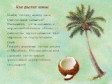 Как растет кокос. Знаете, почему кокосу дали именно такое название? Оказывается, из-за схожести с мордочкой обезьяны. «Сoco» — именно так звучит название этой зверюшки на португальском языке. Говорят, кокосовая пальма родом из Малайзии. Однако сейчас она украшает почти каждый тропический курорт обои