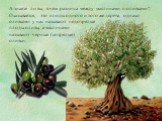 А знаете ли вы, в чем разница между маслинами и оливками? Оказывается, это плоды одного и того же дерева, однако оливками у нас называют недозрелые плоды оливы, а маслинами называют черные (созрелые) оливки.