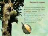 Как растет дуриан. Родиной дуриана является Юго-Восточная Азия. Дуриан растет на высоких деревьях 45-метровой высоты! Плоды дуриана весят около 5 кг и имеют твердую оболочку. Дуриан полностью покрыт колючками и напоминает небольшого ежика.
