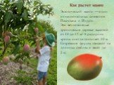 Как растет манго. Экзотический манго — один из национальных символов Пакистана и Индии. Это вечнозеленые тропические деревья высотой от 10 до 45 м! А радиус их кроны иногда достигает 10 м. Созревшие фрукты свисают на длинных стеблях и весят до 2 кг.